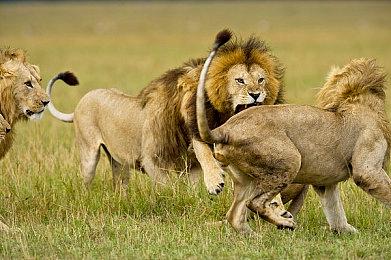 《塞尔达传说：王国之泪》PC模拟器版现支持4K＆60帧